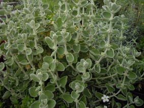 Ballota pseudodictamnus